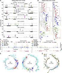 Sequence analysis of OVA⁺ HRO B cells. (A) Amino acid mutation... |  Download Scientific Diagram