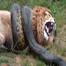 Who would prove to be a better contender? Daily Reptile Giant Anaconda Vs Lion Who Would Win Facebook