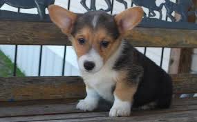 We from time to time have top quality corgi puppies for sale to loving families. Corgi Puppies For Sale Atlanta Ga 285936 Petzlover