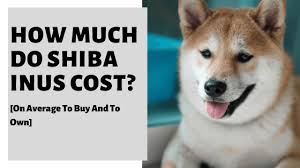 Discover new cryptocurrencies to add to your portfolio. How Much Do Shiba Inus Cost On Average To Buy And To Own