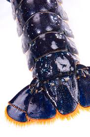 Image result for Palinurus elephas