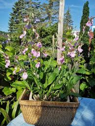 Image result for Eulophia guineensis