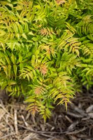 Image result for Sorbaria