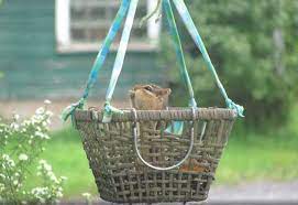 Pin On All About Squirrels