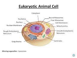 Cell structure & function author: Cell Organelles Found In Plant And Animal Cells Cell Membrane Nucleus Nucleolus Mitochonria Ribosomes Lysosomes Endoplasmic Reticulum Golgi Body Cilia Ppt Download