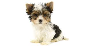 Though one of the smallest dog breeds, yorkshire terriers are feisty and spritely. Biewer Terrier Your Complete Guide To An Adorable Rare Breed