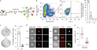 31:29 franç_aise mature de 40 ans aime beaucoup les grosses nibbles noires. Epigenetic Remodelling Licences Adult Cholangiocytes For Organoid Formation And Liver Regeneration Nature Cell Biology