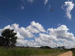 Image result for Lefebvrea grantii