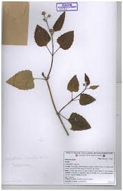 Image result for Grangea anthemoides