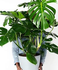 Buy Large Potted Monstera Indoor Plant Bloomscape Indoor Plants Online Cool Plants Plant Care