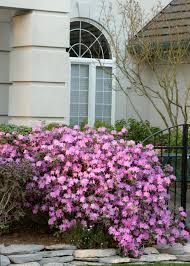 However, generally speaking, azaleas and rhododendrons require the same type of care and (very little) maintenance so i always think of them as part of the same group. Rhododendron How To Plant Grow And Care For Rhododendron Hgtv