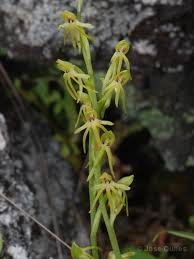 Image result for Habenaria silvatica