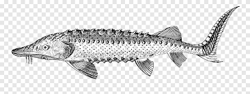 Check spelling or type a new query. Ikan Tenggiri Berminyak Garis Seni Putih Ikan Putih Hewan Png Pngegg