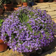 Image result for Nierembergia hippomanica