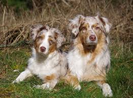 Ivermectin is an oral drug used to treat parasitic infections. Der Mdr1 Gendefekt Hunde Krankheiten Tierzeit
