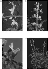 Image result for Ocimum urundense