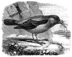 In many translations of the bible this verse is not included or in the margin. The Project Gutenberg S Ebook Of Bible Animals By J G Wood