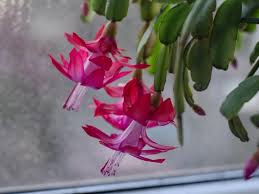 There is a wide variety of cacti to choose from. Tips For Caring For Your Christmas Cactus Gardening Blooming Secrets