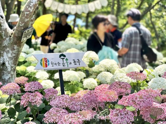진주 월아산 수국정원의 다채로운 풍경. 출처: 이뉴스투데이