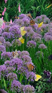 Top Plants For Bees Butterflies June July Grimm S Gardens Pollinator Garden Bee Friendly Plants Plants