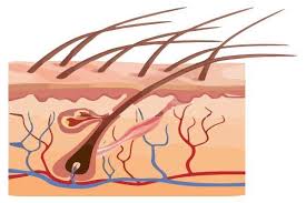 Let's talk about how to pass the test. How To Pass A Hair Follicle Drug Test The Beckley Foundation Drug Policy Programme