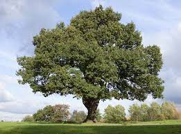 About Oak Trees Hunker Oak Tree Diseases Oak Trees Landscaping Oak Tree