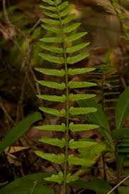 Image result for Asplenium uschiae