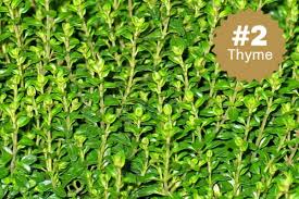 Discover the 5 best substitute for marjoram and how much of each to replace them for your dish! Marjoram Substitutes 5 Recommended Options Cuisinevault