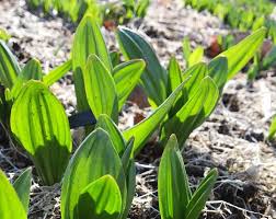 行者にんにくの育て方 収穫時期は 家庭菜園でも栽培できる Greensnap グリーンスナップ