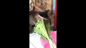 Whether you're considering moving your cat to a raw diet, or your kitty has eaten some chicken they shouldn't have, you'll want to know whether feeding raw here we unravel the answer, and find out whether raw chicken is bad for cats, or if it can benefit them. Newsflare Funny Cat Eats Raw Vegetable