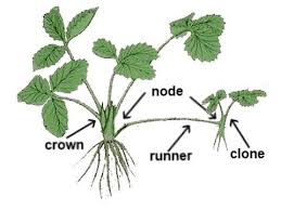 Strawberry plants will flower as soon as they get established in the landscape. Runners Or Suckers Strawberry Plants Youtube