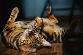 bengalskaya koshka koshki bengalskij kot kot bengal minileopard domashnie zhivotnye dikaya koshka animals cats