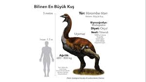 Bilinen En Buyuk Kus Vorombe Titan Evrim Agaci
