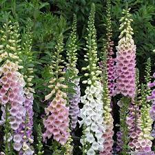 Foxglove Seeds Foxglove Plant Shade Garden Plants Wildflower Seeds