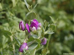Image result for Polygala filicaulis