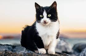 smokin kedi cilginligi anadolu kedisi