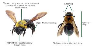 Anatomy Of A Bumble Bee Anatomy Drawing Diagram