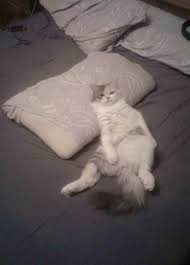 سماح شيحة Samahshiha Twitter