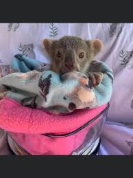 Pin By Hillary Sunada On Cute Animals Cute Animals Cute Funny Animals Baby Animals