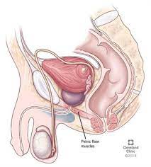 This anatomy section promotes the use of the terminologia anatomica, the international standard of anatomical nomenclature. Pelvic Floor Dysfunction Symptoms Causes Treatment