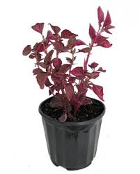 Image result for Iresine lindenii