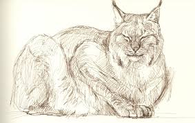 Built by fans, for fans. Lynx Drawing Reference And Sketches For Artists