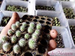 This may take anywhere from a couple of days to weeks depending on the size of the cactus and the humidity. How To Grow Cactus Seeds Youtube