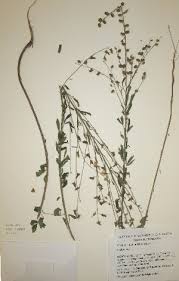 Image result for Crotalaria natalitia