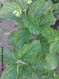 Pokok pecah beling atau juga dipanggil pokok pecah kaca ada pokok herba yang boleh mengubati beberapa jenis penyakit. 6 Kegunaan Daun Keji Beling Yang Tidak Di Sangka Sangka Buka Info