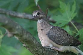 When the babies hatch, both parents produce a substance in their throat/crop called crop milk which really isn't milk but a rich liquid loaded in protein and fat. Nestwatch Fledgling Mourning Dove Nestwatch