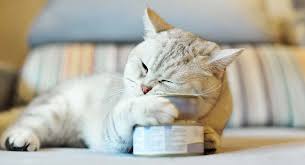 The honest kitchen prowl cat food. Best Cat Food For Older Cats Choosing The Right Senior Cat Food