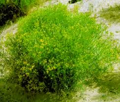 Image result for Geigeria schinzii