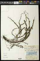 Image result for Adiantum incisum