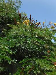 Image result for Bussea